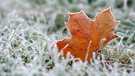 Autumn leaf in snow