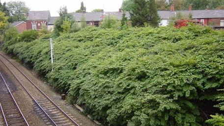 Japanese Knotweed