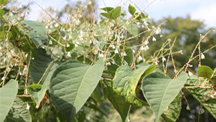 Japanese Knotweed