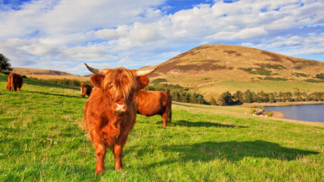 Highland Cow